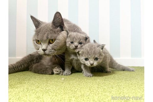 成約済の東京都のブリティッシュショートヘア-112824の3枚目