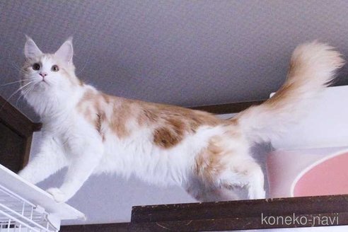 販売中の広島県のメインクーン-112825の1枚目
