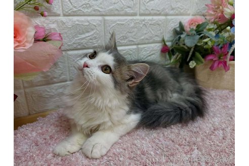 成約済の東京都のラガマフィン-112835の8枚目