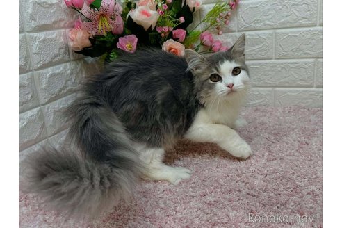 成約済の東京都のラガマフィン-112835の3枚目