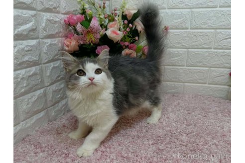 成約済の東京都のラガマフィン-112835の5枚目