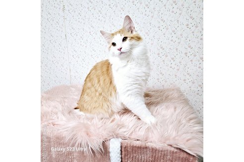 販売中の兵庫県のノルウェージャンフォレストキャット-103677の4枚目