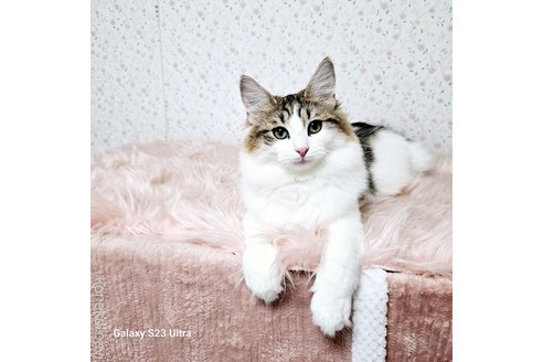 販売中の兵庫県のノルウェージャンフォレストキャット-100150の6枚目