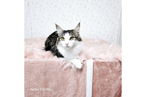 販売中の兵庫県のノルウェージャンフォレストキャット-95373の7枚目