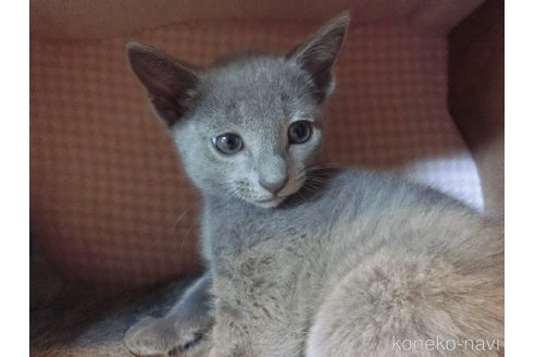 成約済の兵庫県のロシアンブルー-111076の5枚目