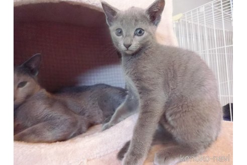 成約済の兵庫県のロシアンブルー-111076の3枚目