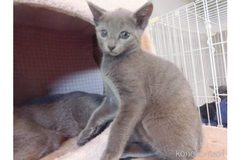 成約済の兵庫県のロシアンブルー-111076の2枚目