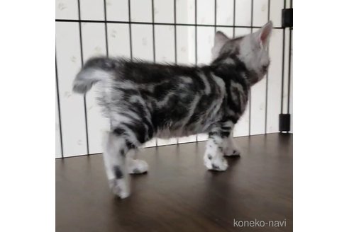 成約済の岐阜県のアメリカンショートヘア-112166の3枚目