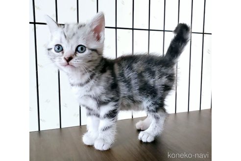 成約済の岐阜県のアメリカンショートヘア-112166の1枚目