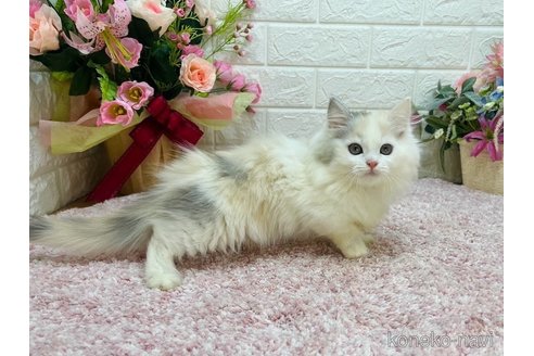成約済の東京都のミヌエット(短足)-112850の5枚目