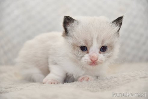 成約済の宮城県のラグドール-112855の2枚目