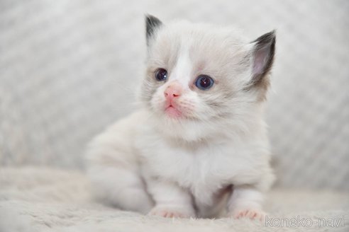 成約済の宮城県のラグドール-112855の3枚目