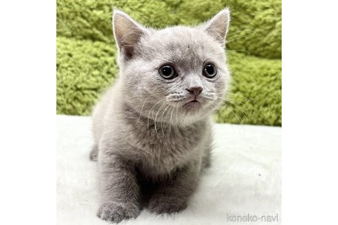 販売中の愛知県のブリティッシュショートヘア-112865の2枚目