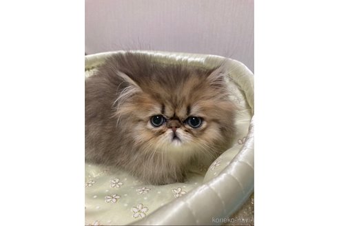 販売中の大阪府のペルシャ(チンチラ)-112882の3枚目