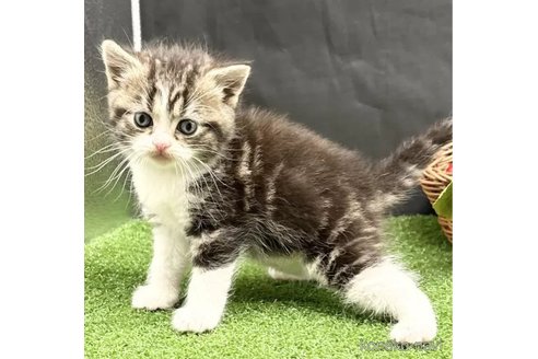 成約済の兵庫県のスコティッシュフォールド-112897の3枚目