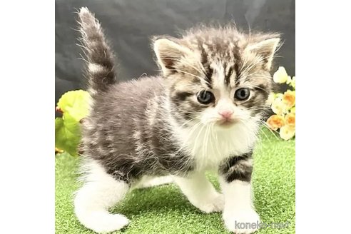 販売中の兵庫県のスコティッシュフォールド-112897
