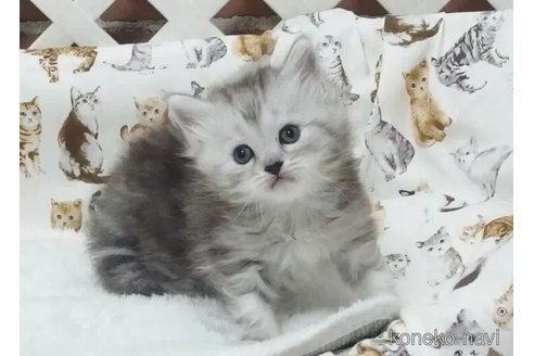 成約済の大阪府のミヌエット-112914の3枚目