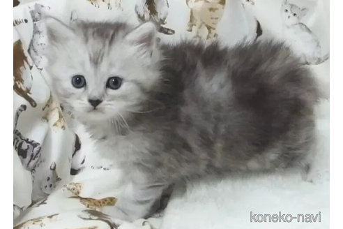 成約済の大阪府のミヌエット-112914の2枚目