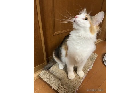 ののノルウェージャンフォレストキャット-