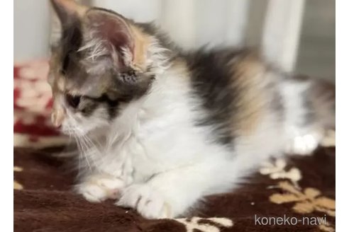 販売中の埼玉県のノルウェージャンフォレストキャット-112920の4枚目