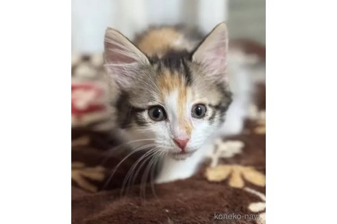 販売中の埼玉県のノルウェージャンフォレストキャット-112920の5枚目