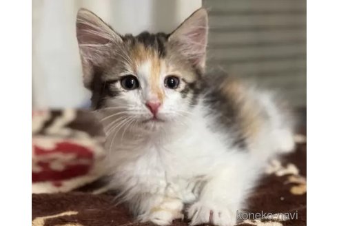 販売中の埼玉県のノルウェージャンフォレストキャット-112920の2枚目