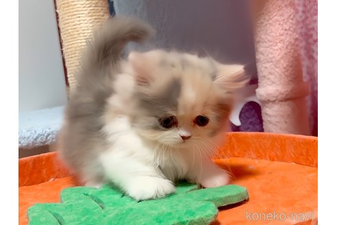 成約済の愛媛県のミヌエット(短足)-112923の5枚目