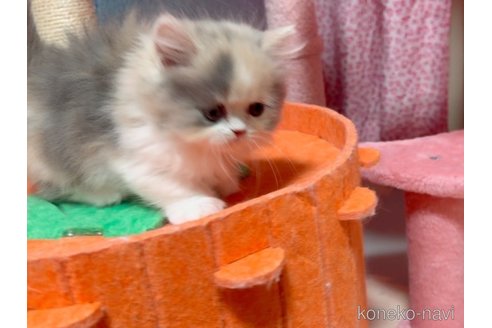 成約済の愛媛県のミヌエット(短足)-112923の3枚目