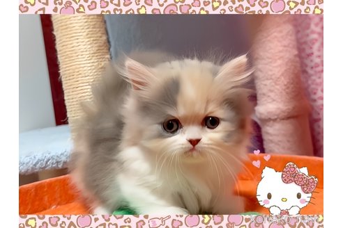 成約済の愛媛県のミヌエット(短足)-112923の6枚目