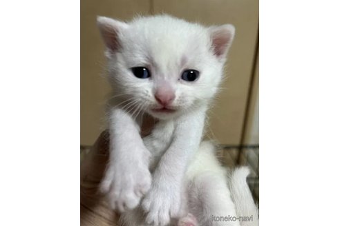 成約済の群馬県のスコティッシュフォールド-112928の7枚目