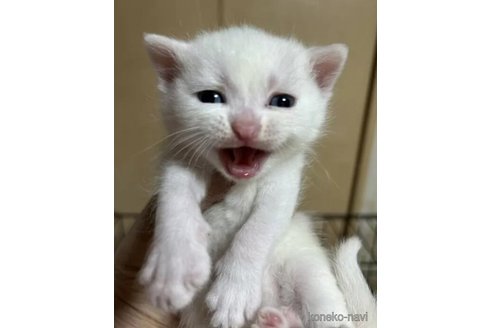 成約済の群馬県のスコティッシュフォールド-112928の9枚目