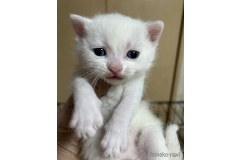 成約済の群馬県のスコティッシュフォールド-112928の5枚目