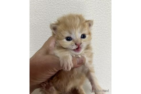 販売中の群馬県のスコティッシュフォールド-112929の10枚目