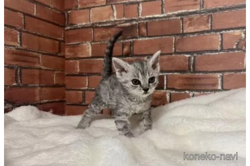 成約済の大阪府のセルカークレックス-112930の2枚目