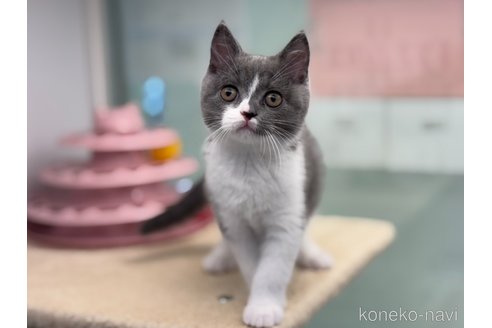 成約済の神奈川県のブリティッシュショートヘア-109798の5枚目