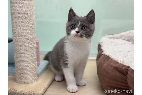 成約済の神奈川県のブリティッシュショートヘア-109798の4枚目
