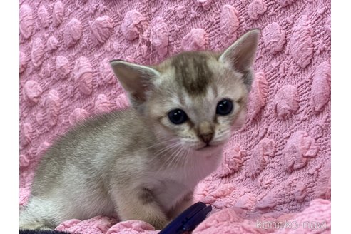 販売中の茨城県のシンガプーラ-112946の11枚目