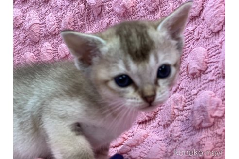 販売中の茨城県のシンガプーラ-112946の8枚目