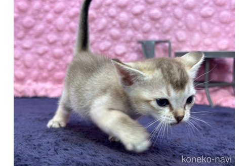 販売中の茨城県のシンガプーラ-112946の5枚目