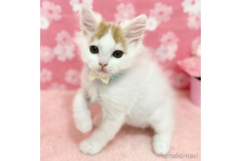 成約済の神奈川県のスコティッシュフォールド-112953の5枚目