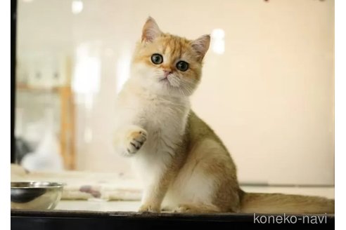 販売中の千葉県のブリティッシュショートヘア-112955の1枚目