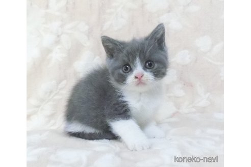 販売中の鹿児島県のブリティッシュショートヘア-112960の3枚目