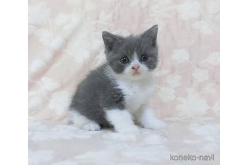 販売中の鹿児島県のブリティッシュショートヘア-112960の4枚目