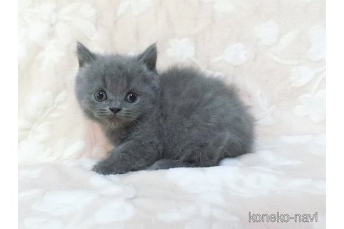 販売中の鹿児島県のブリティッシュショートヘア-112961の3枚目
