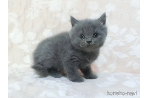 販売中の鹿児島県のブリティッシュショートヘア-112961の4枚目