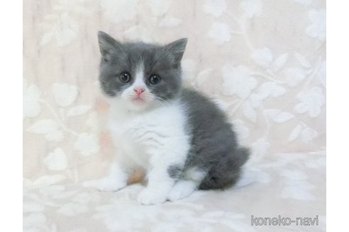 販売中の鹿児島県のブリティッシュショートヘア-112962の3枚目