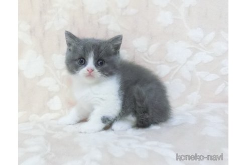 販売中の鹿児島県のブリティッシュショートヘア-112962の5枚目