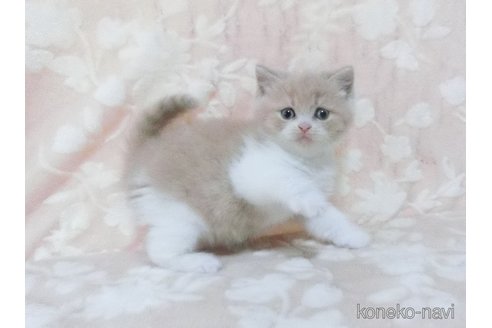 販売中の鹿児島県のブリティッシュショートヘア-112963の2枚目