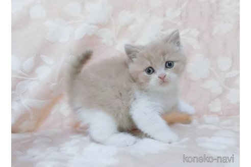 販売中の鹿児島県のブリティッシュショートヘア-112963の4枚目