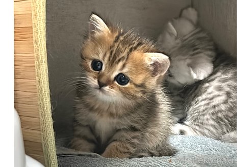 成約済の愛知県のミヌエット-112521の1枚目